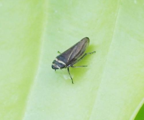 Aphrodes sp.